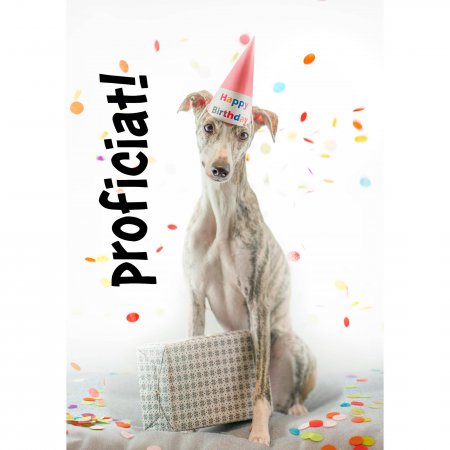 Verjaardag Proficiat with dog