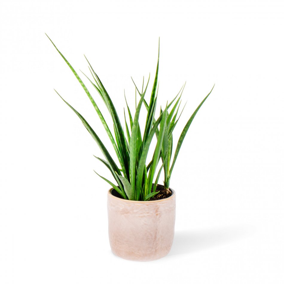Plant Sansevieria Kirkii